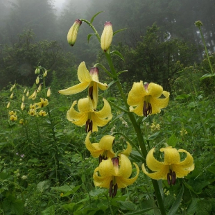 Lilium monodelphum var. armenum